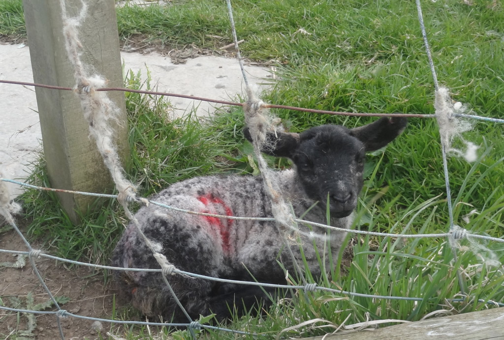 Small black and white lamb relaxing in the grass