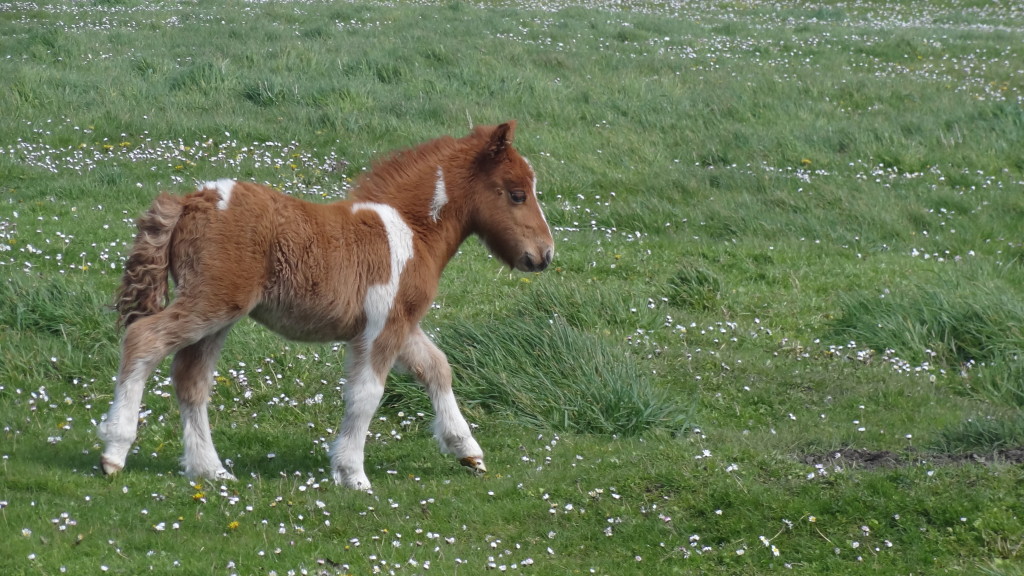 Baby Shetland pony