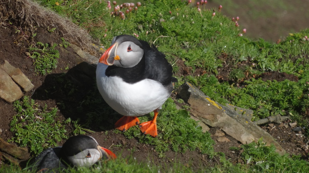 puffin posing for the camera