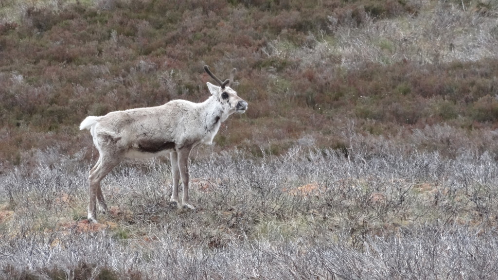 Adorable reindeer