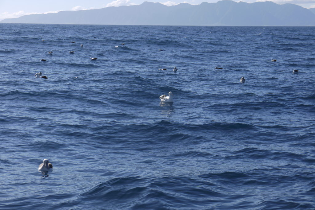 Infinity Expedition-Albatrosses hoping for lunch