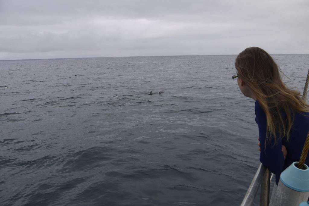 Infinity Expedition-Some of the many dolphins who came to say hello