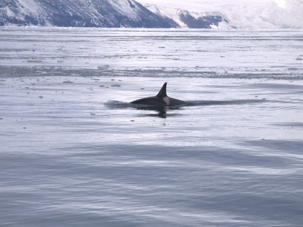 Infinity Expedition - Curious killer whale around Cape Adare