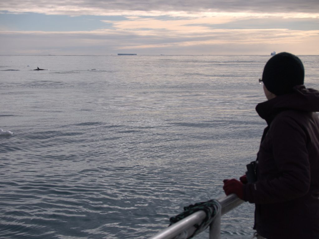 Infinity Expedition - Around Cape Adare, icebergs and killer whale in the distance