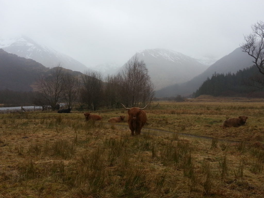 Highland cows with mountains lost in clouds of rain