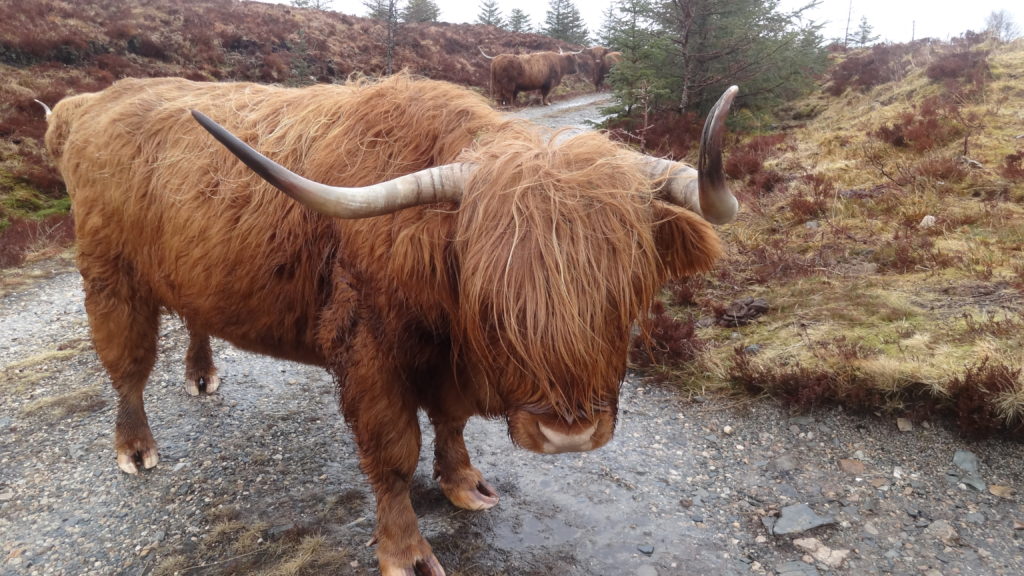 Highland cow staring back