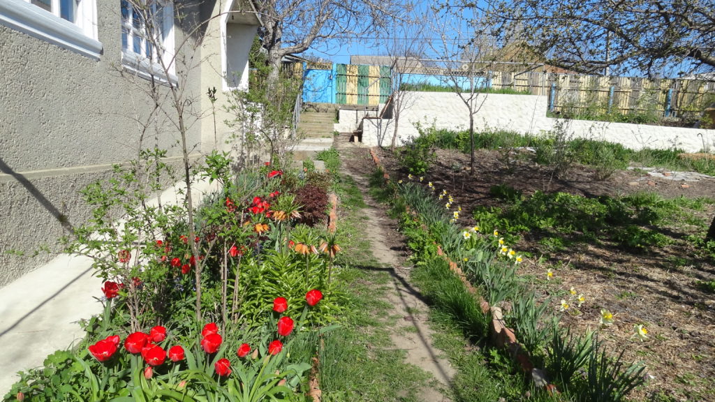 Red tulip means early spring for me while my friends and family from Canada are still being hit with snowstorms!