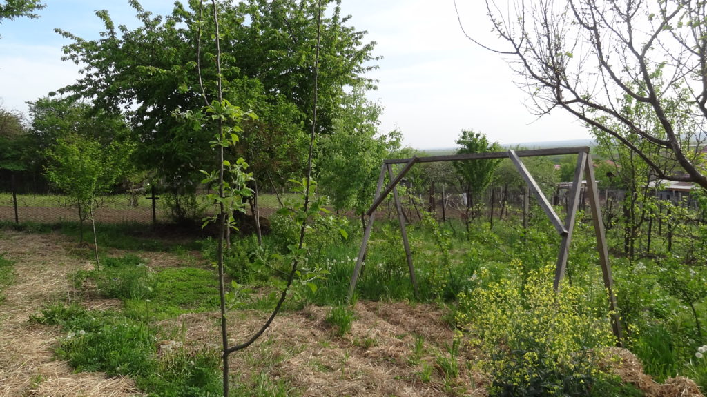 Varied fruits trees, plants, and herbs from Constantin's garden