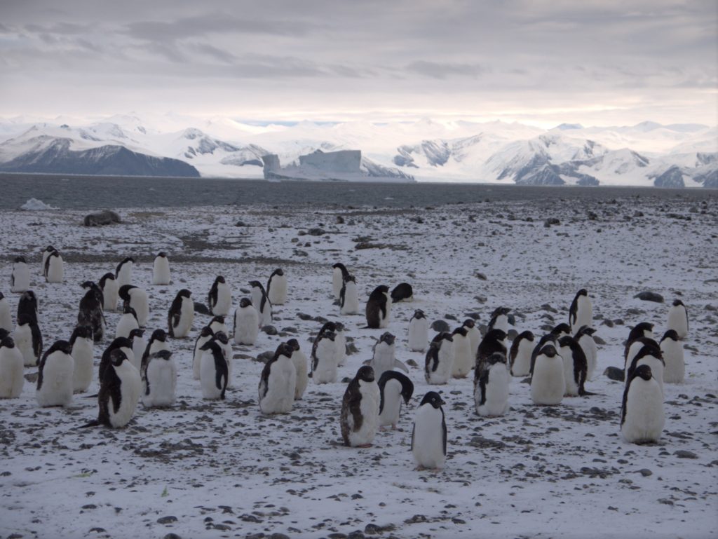 Infinity Expedition - Adelie penguins, who couldn't have cared less about humans
