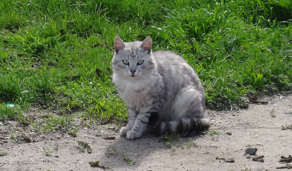 Cutest little stray cat in Soroca