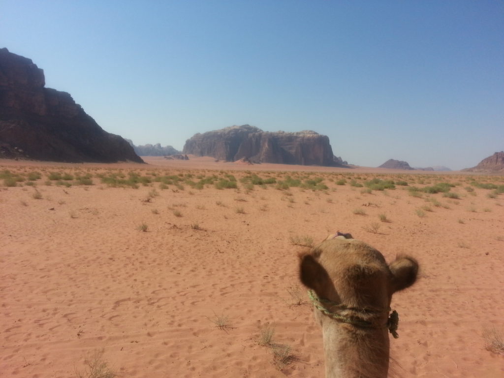 Camel ride through the Wadi