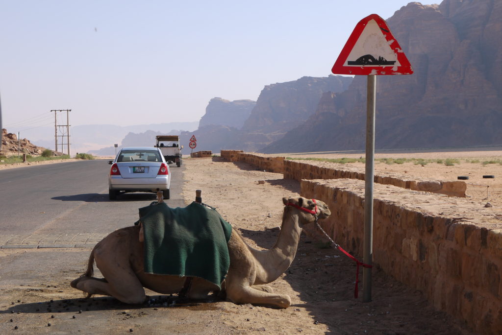 Camel on the way to Wadi Rum