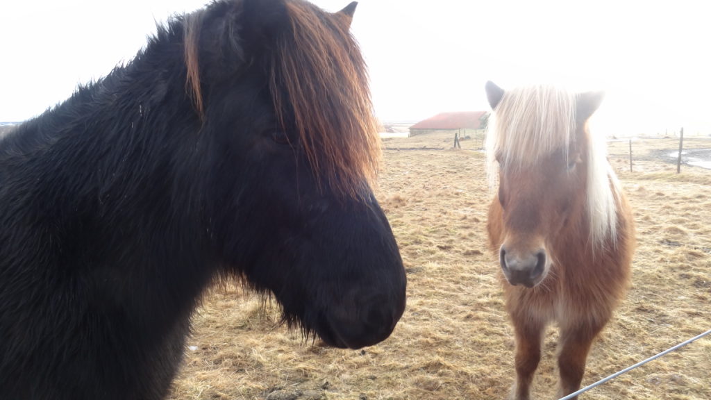 Adorable Icelandic horses